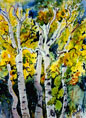 Aspen watercolor