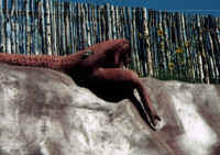 snake head.jpg (485066 bytes)