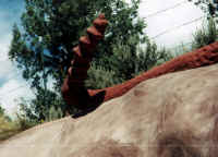 snake tail.jpg (474330 bytes)